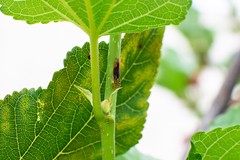 Dilobopterus costalimai