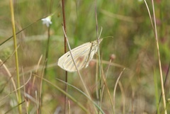 Argyrophenga antipodum