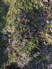 Ophiopogon planiscapus