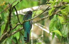 Trogon curucui