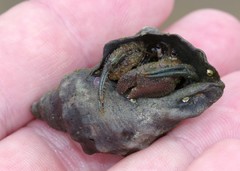 Diogenes brevirostris