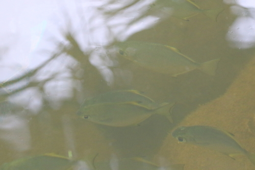 Monodactylus argenteus