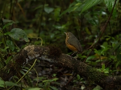 Cryptopezus nattereri