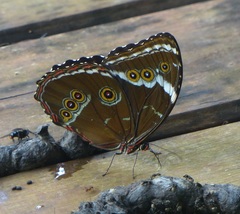 Morpho helenor achillides