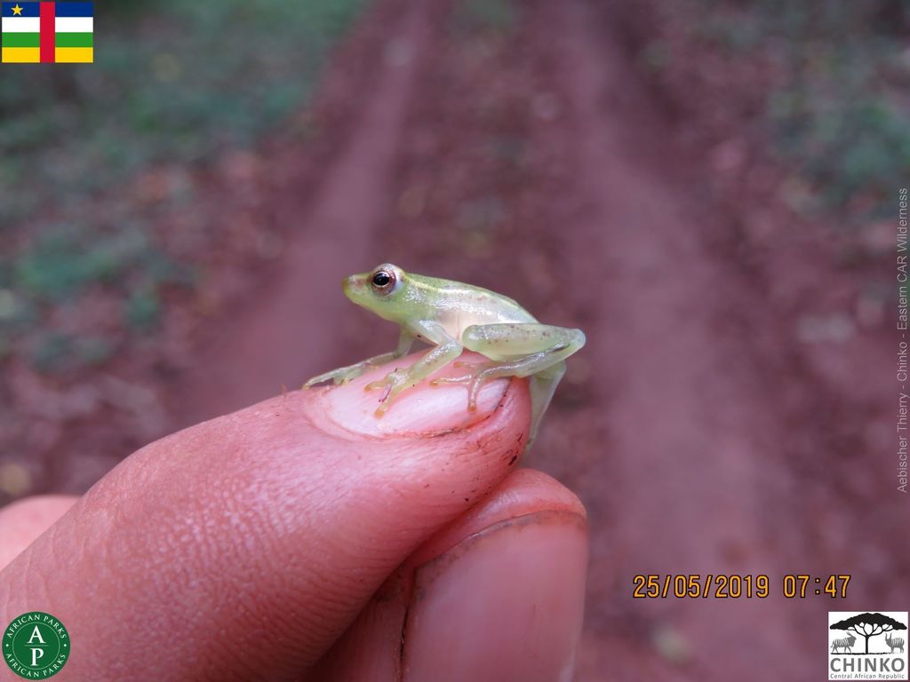 Jacobsen's Long Reed Frog