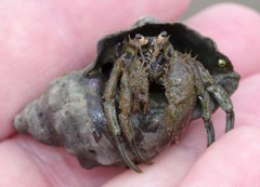 Diogenes brevirostris