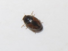 Nephus redtenbacheri