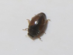 Nephus redtenbacheri