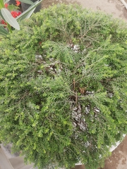 Angiospermae
