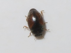 Nephus redtenbacheri