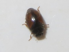 Nephus redtenbacheri