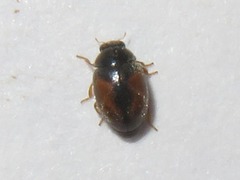 Nephus redtenbacheri