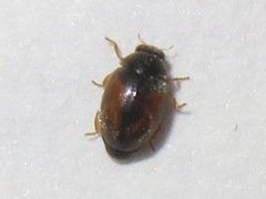 Nephus redtenbacheri