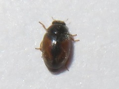 Nephus redtenbacheri