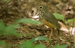 Hylopezus ochroleucus