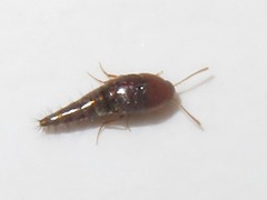 Sepedophilus nigripennis