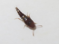 Sepedophilus nigripennis