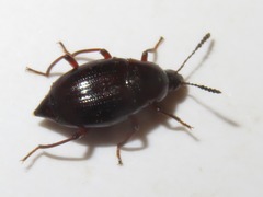 Scaphium immaculatum