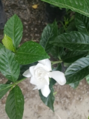 Angiospermae
