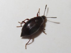 Scaphium immaculatum