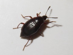 Scaphium immaculatum