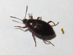 Scaphium immaculatum