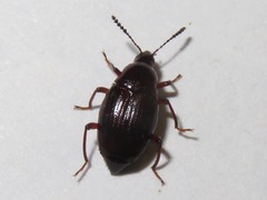 Scaphium immaculatum