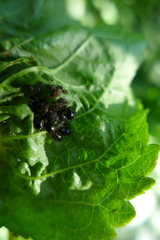 Myzus cerasi