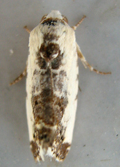 Acontia