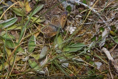 Lycaena boldenarum