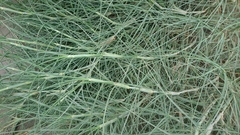 Spinifex littoreus
