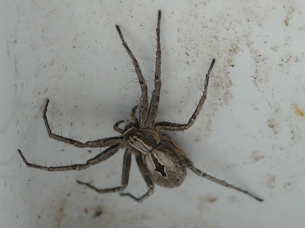 Thanatus lineatipes