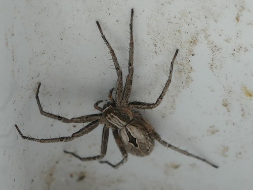 Thanatus lineatipes