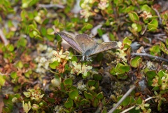Lycaena boldenarum