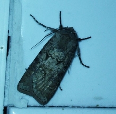 Agrotis segetum