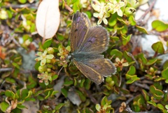 Lycaena boldenarum