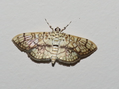 Haritalodes obliqualis