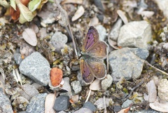Lycaena boldenarum
