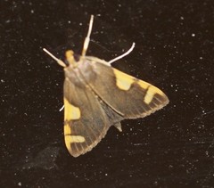 Rehimena infundibulalis
