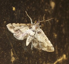 Nacoleia amphicedalis