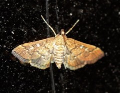 Nacoleia
