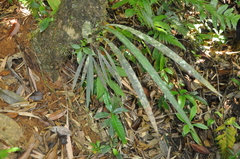 Anthurium bakeri