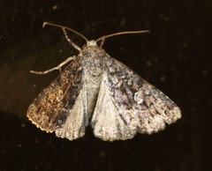 Condica aroana