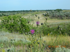 Centaurea scabiosa adpressa