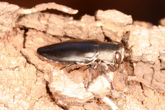Chrysobothris dorsata