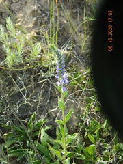 Veronica steppacea