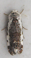 Acontia