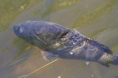 Epinephelus coioides