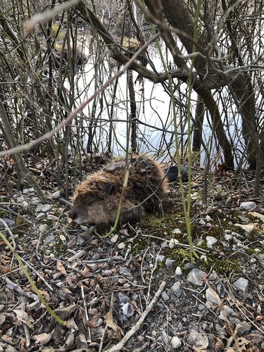 American Beaver photographed in Connecticut