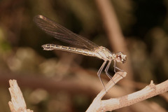 Platycypha caligata
